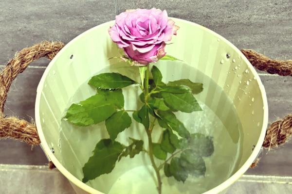 五四青年节适合送什么花,推荐百合花、兰花等