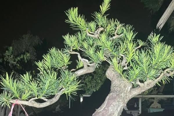 罗汉松的修剪时间,遵循生长的规律进行