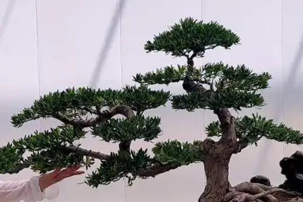 罗汉松的修剪时间,遵循生长的规律进行