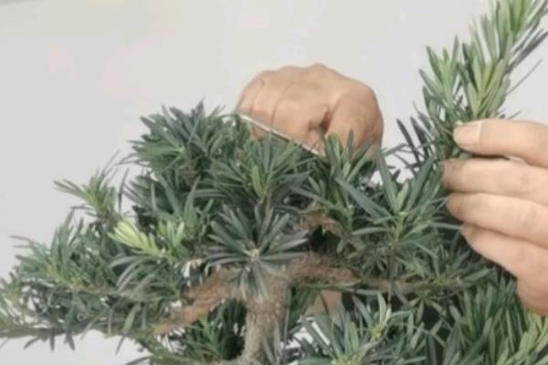 罗汉松的修剪时间,遵循生长的规律进行