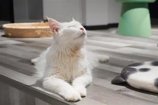 小奶猫咳嗽的种类,分为生理性的和病理性的