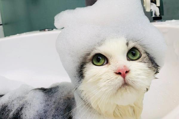 如何轻松洗猫猫,温度和高度要把控好