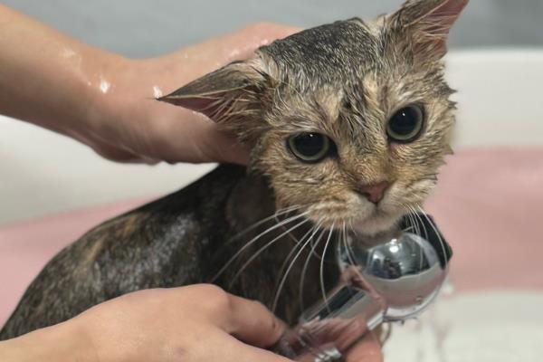 如何轻松洗猫猫,温度和高度要把控好