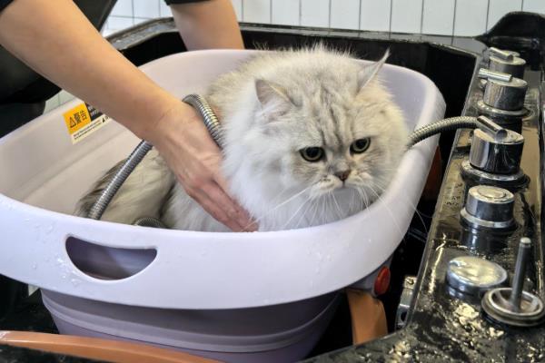 如何轻松洗猫猫,温度和高度要把控好