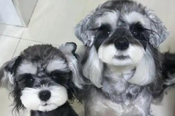 雪纳瑞怎么遛,要记得带上牵引绳