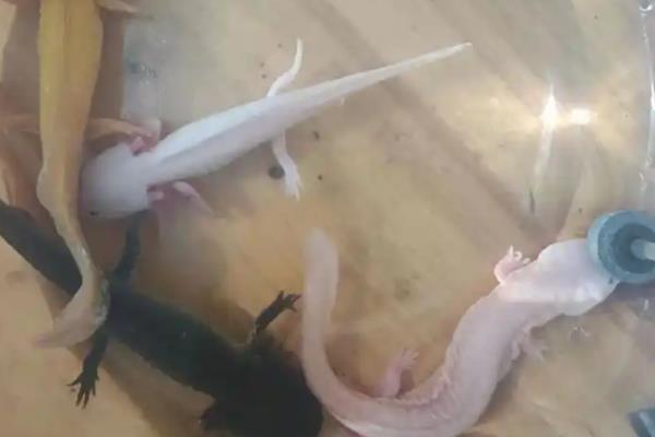 养殖娃娃鱼的要点,每天巡池3次
