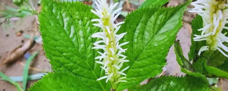怎么养水晶花,适合生长在温暖的环境中