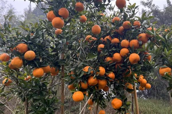 柑橘怎么保花保果,环割主干或大枝可以提高坐果率