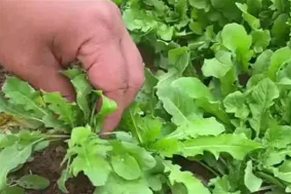 荠菜怎么种植出得快,可以在春季或者夏季播种