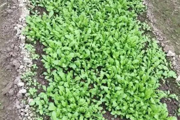 荠菜怎么种植出得快,可以在春季或者夏季播种