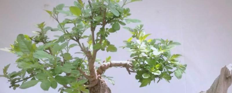 黄荆盆景的寓意，寓意着财富