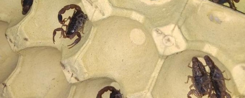 新手养蝎子的注意事项,把温度保持在25℃左右