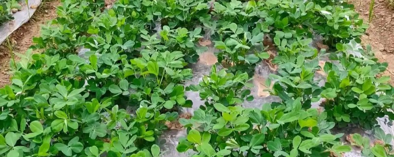 花生怎么种,催芽的花生放入坑中后适当施点肥料
