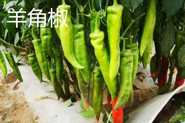 羊角椒和线椒有什么区别,前者形若羊角、后者呈小羊角状