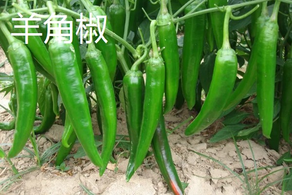 羊角椒和线椒有什么区别,前者形若羊角、后者呈小羊角状