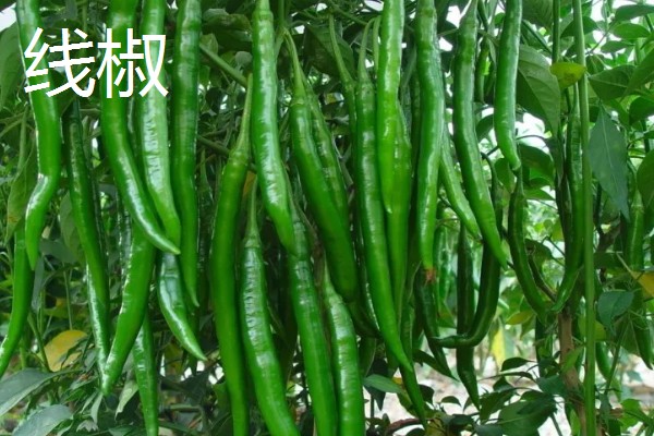 羊角椒和线椒有什么区别,前者形若羊角、后者呈小羊角状