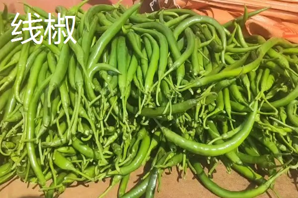 羊角椒和线椒有什么区别,前者形若羊角、后者呈小羊角状