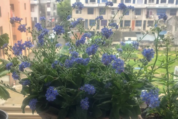 勿忘我的养殖方法,喜欢充足的阳光