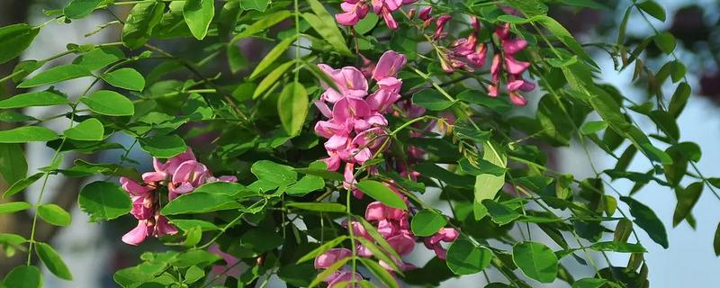 香花槐叶子发蔫发黄如何解决,要立刻停止浇水