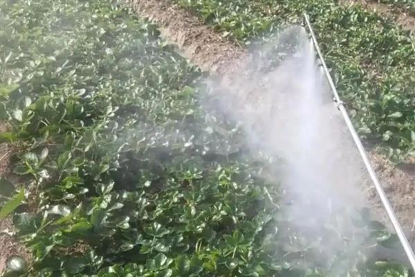 生物农药有什么类型,分为植物源农药、微生物源农药等种类