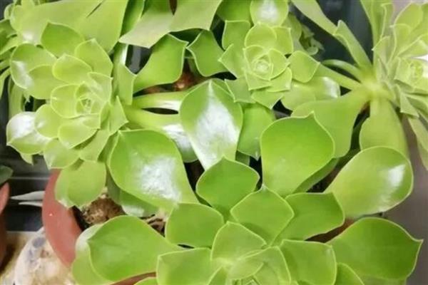 玉龙观音怎么养殖，生长盛期追施复合肥