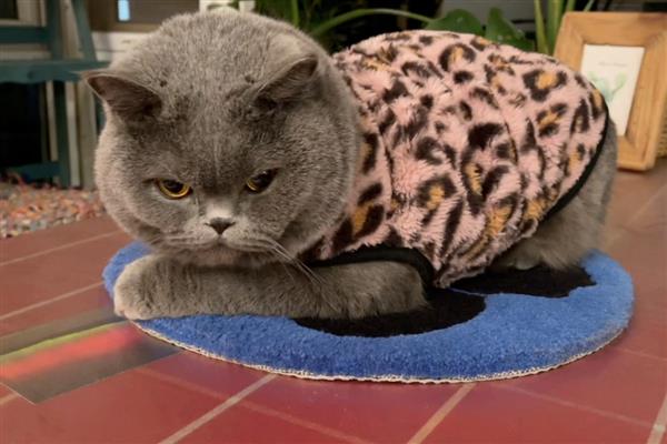 小猫的后腿为什么会外八,骨骼畸形、患有内科疾病是主因