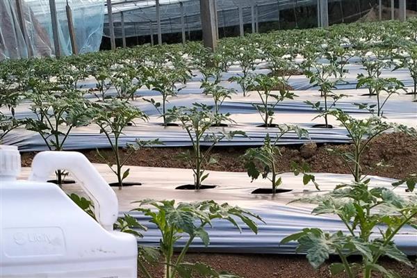 西红柿生长过程中需要什么肥料,基肥选择优质的农家肥