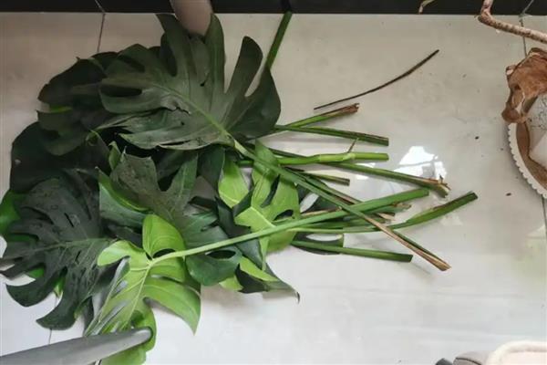 龟背竹怎样养护,喜欢阴凉的生长环境