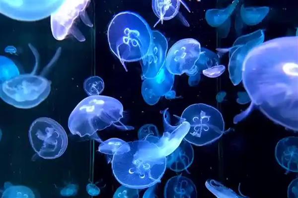 海月水母可以繁殖吗，它们采用有性繁殖的方式