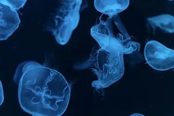 海月水母可以繁殖吗，它们采用有性繁殖的方式