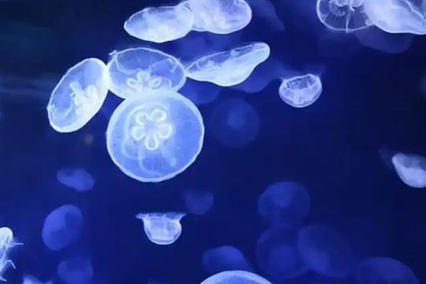 海月水母可以繁殖吗，它们采用有性繁殖的方式