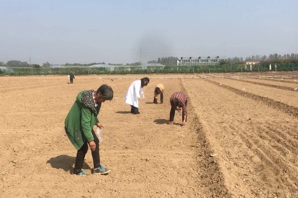 小麦一亩地播种多少斤,半冬性品种的用种量为7-9kg/亩