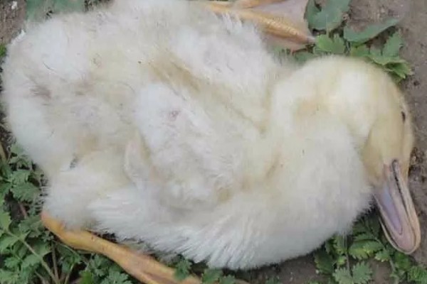 鸭病有什么流行特点,传播速度快容易混合感染