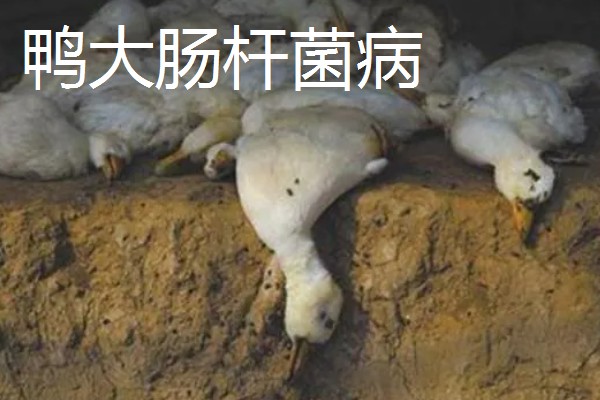 鸭病有什么流行特点,传播速度快容易混合感染