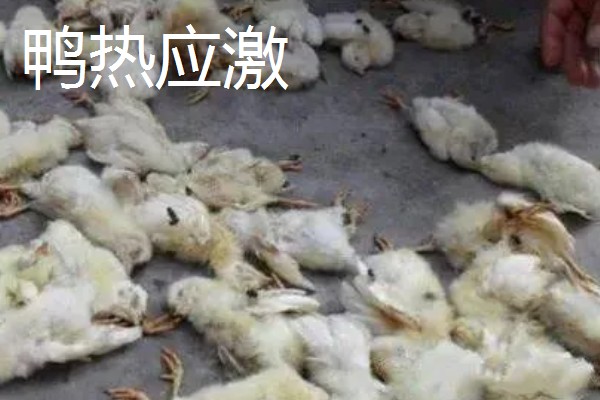 鸭病有什么流行特点,传播速度快容易混合感染