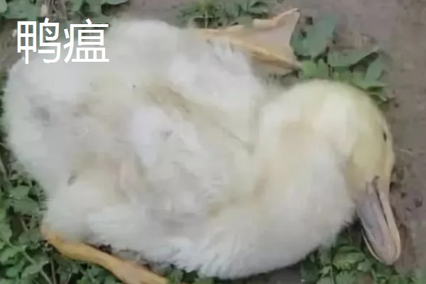 鸭病有什么流行特点,传播速度快容易混合感染