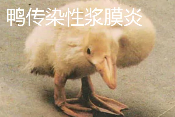 鸭病有什么流行特点,传播速度快容易混合感染
