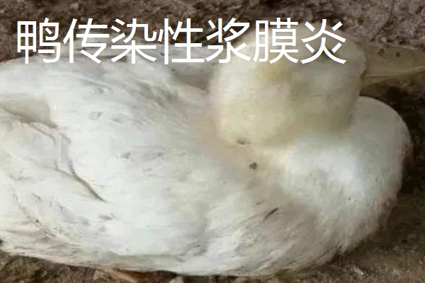 鸭病有什么流行特点,传播速度快容易混合感染