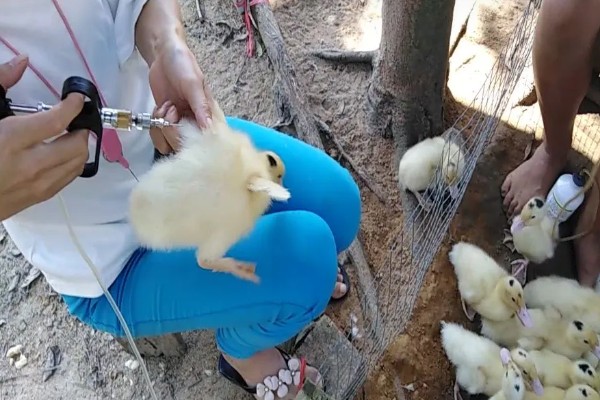 鸭病有什么流行特点,传播速度快容易混合感染
