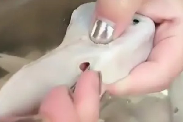 鸭病有什么流行特点,传播速度快容易混合感染