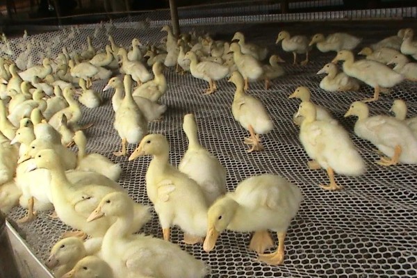 鸭病有什么流行特点,传播速度快容易混合感染