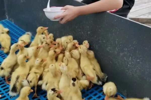 鸭病有什么流行特点,传播速度快容易混合感染