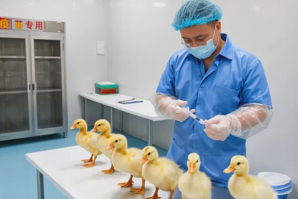 鸭病有什么流行特点,传播速度快容易混合感染