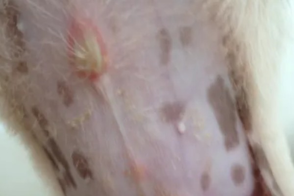 狗狗皮肤病有脓包的原因,可能是皮肤过潮引起的湿疹