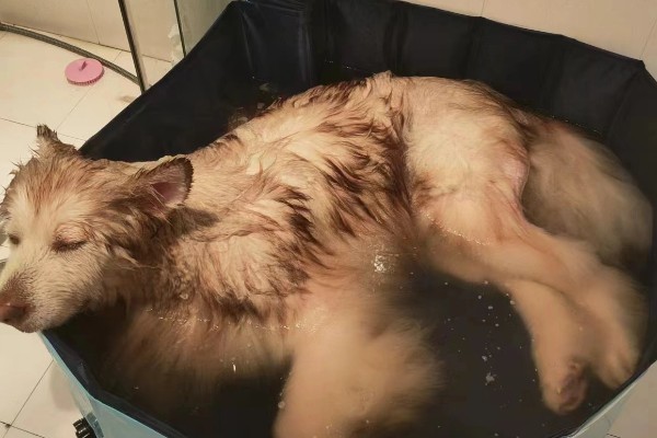狗狗皮肤病有脓包的原因,可能是皮肤过潮引起的湿疹