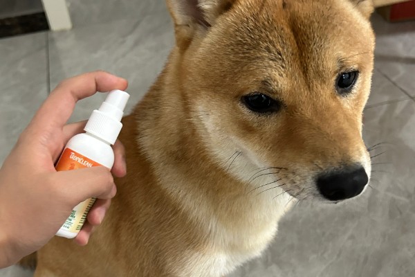 狗狗皮肤病有脓包的原因,可能是皮肤过潮引起的湿疹