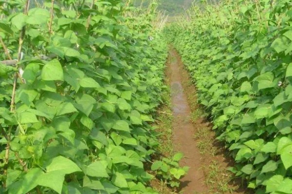 种芸豆要放几粒种子，放入1-3粒种子