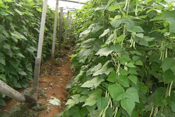 种芸豆要放几粒种子，放入1-3粒种子