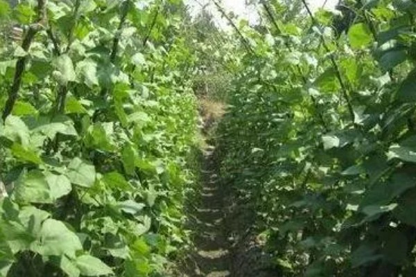 种芸豆要放几粒种子，放入1-3粒种子
