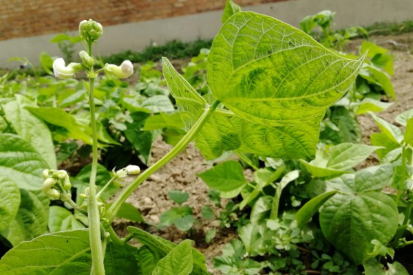 种芸豆要放几粒种子，放入1-3粒种子